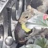 Just In Time, Avocado Squirrel Is Here